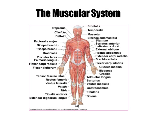 Functions Of The Muscular System 82